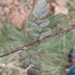 Rubus thibetanus Hoja