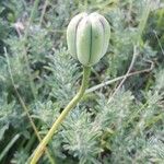 Lilium albanicum