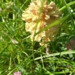 Orobanche lutea Flower