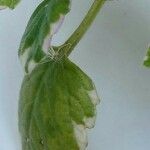 Plectranthus forsteri Blad