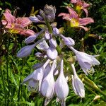 Hosta sieboldiana Flower