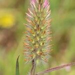 Trifolium angustifolium Kvet