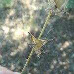 Helianthemum ledifolium Плод