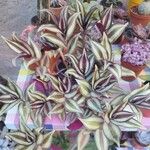 Tradescantia zebrina叶