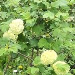 Viburnum macrocephalumFlower