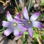 Romulea ligustica Blüte