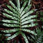 Blechnum chauliodontum Hostoa