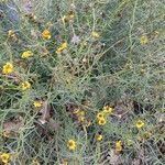 Senecio inaequidens 整株植物