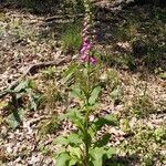 Digitalis purpureaŽiedas