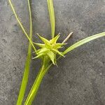 Carex grayi Frukto