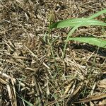 Dichanthium annulatum Habit