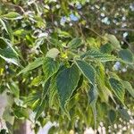 Celtis africana Folha