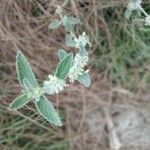 Marrubium alysson Hoja