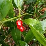 Ilex decidua Frucht