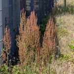 Rumex thyrsiflorus 花