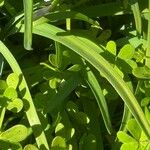 Ipheion uniflorum Leaf