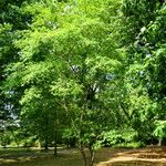 Amelanchier canadensis Habitat