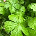 Geranium versicolor Deilen