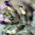 Astragalus layneae Квітка