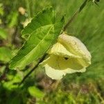 Hibiscus lunariifolius Folha