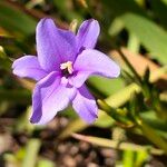 Aristea ecklonii Flower