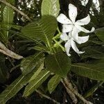 Gardenia aubryi Floare