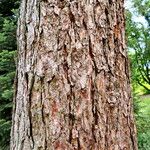 Pinus cembra Corteza