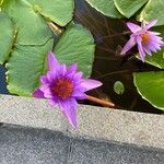 Nymphaea nouchali花