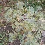Artemisia absinthium Levél