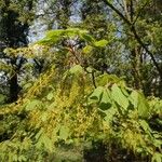 Acer cissifolium 花