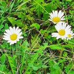 Leucanthemum ircutianumΛουλούδι