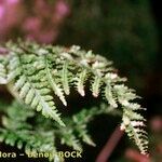 Dryopteris aemula Alia