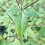 Bidens frondosa Folha