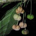 Adelia triloba Fruit