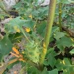 Datura ferox Fruchs