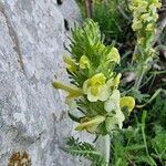 Pedicularis brachyodonta