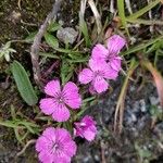 Dianthus glacialis Λουλούδι