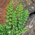 Woodsia alpina പുഷ്പം