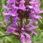 Stachys palustris花