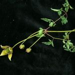 Clematis brevipes Hábito