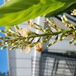 Alpinia galanga Flower