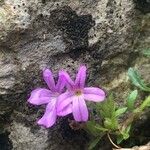 Erinus alpinus Blomma