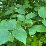 Staphylea trifolia Leaf