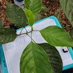 Dendropanax cuneatus Hoja