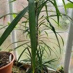 Cordyline stricta Leht