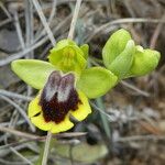 Ophrys lutea 花