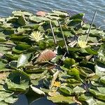 Nymphaea mexicana Floare