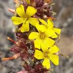 Oxalis virgosa Flor
