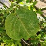 Passiflora ligularis Blatt