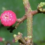 Miconia impetiolaris Fruit